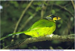 Psilopogon pyrolophus