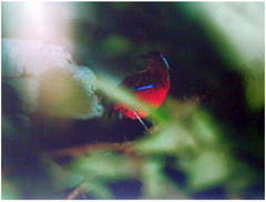 Erythropitta venusta