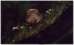 Batrachostomus poliolophus