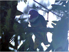 Ptilinopus porphyreus