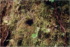 Ficedula hyperythra sumatrana