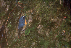 Ficedula hyperythra sumatrana