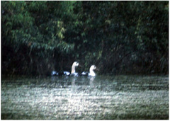 Asarcornis scutulata