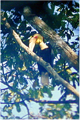 Rhyticeros undulatus