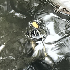 Malayemys macrocephala