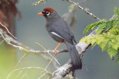 Pterorhinus mitratus