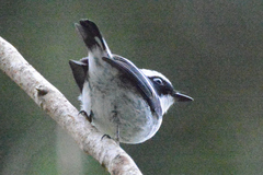 Ficedula westermanni