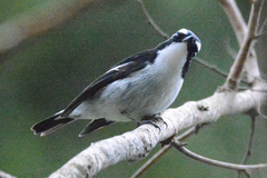 Ficedula westermanni