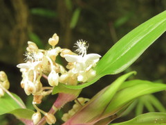 Tripogandra serrulata