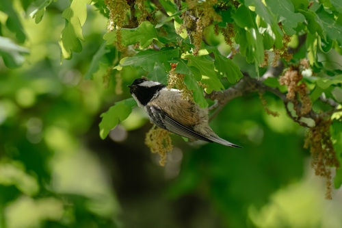 Carbonero garrapinos (Periparus ater)