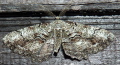 Cymatophora approximaria