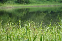 Rhyothemis triangularis