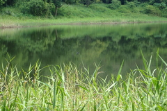 Rhyothemis triangularis