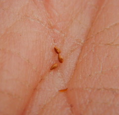 Drymocallis convallaria