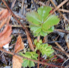 Drymocallis convallaria