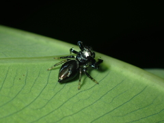 Thiania