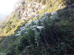 Helichrysum fruticans
