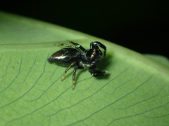 Thiania