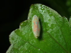 Linnavuoriella arcuata