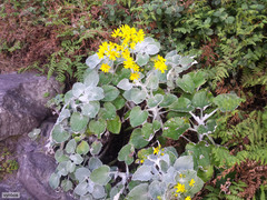 Senecio verbascifolius