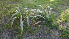 Phormium
