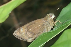 Pelopidas assamensis