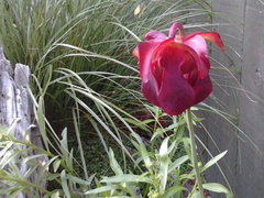 Sarraceniaceae