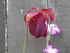 Sarraceniaceae