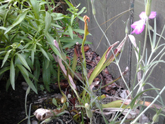 Sarraceniaceae