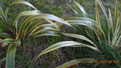 Phormium