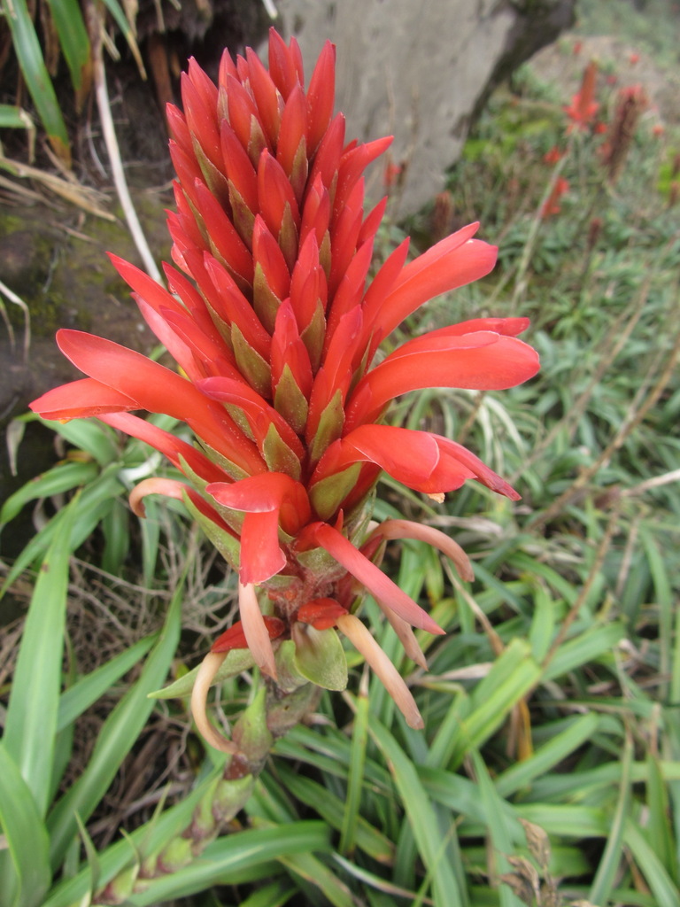 Subgenus Pitcairnia