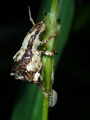 Episomus chinensis