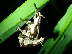 Episomus chinensis