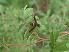 Exoprosopa rostrifera