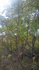 Diospyros virginiana