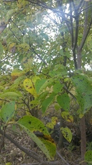 Diospyros virginiana