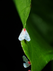 Saccharodite coccinea