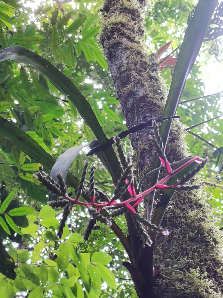 Aechmea pittieri (Aechmea pittieri)