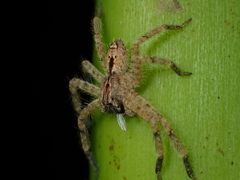 Heteropoda onoi