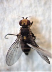 Phytoliriomyza tearohensis