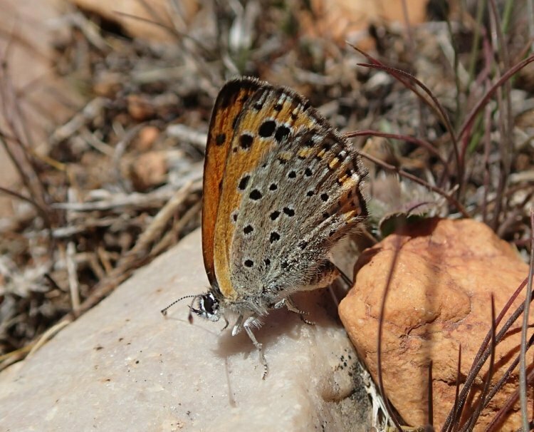 Lycaena phoebus