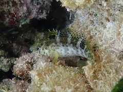 Dusky Blenny photo 5