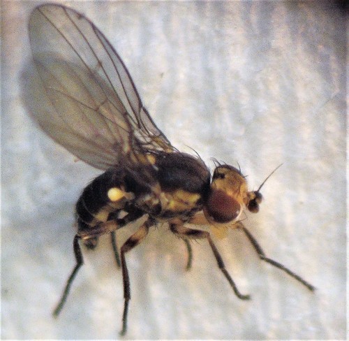 Phytoliriomyza tearohensis