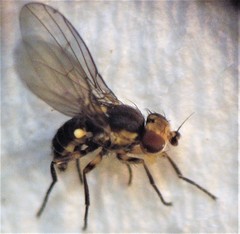 Phytoliriomyza tearohensis