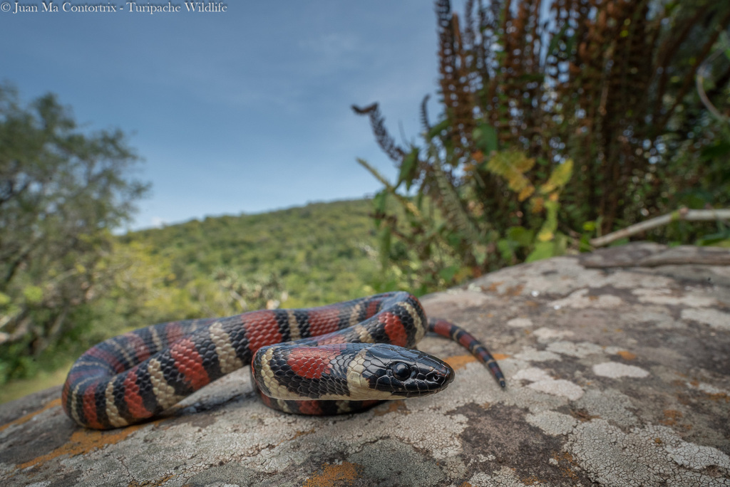 Ruthvens Kingsnake from Morelia, Mich., México on September 28, 2020 at