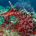 Seahares - Photo (c) sea-kangaroo, some rights reserved (CC BY-NC-ND), uploaded by sea-kangaroo