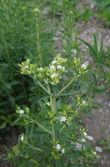 Stevia rebaudiana