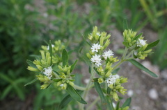 Stevia rebaudiana