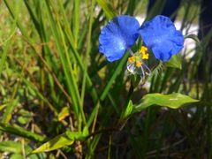 Commelina erecta