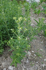Stevia rebaudiana